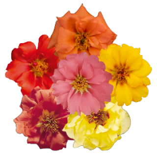 img-0: Портулак Сандайл F1 Пич Микс [1000 м/драже] - ООО «Семена Тут»