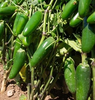 img-0: Перец Фандадор F1 острый - ООО «Семена Тут»