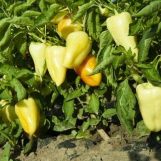 img-0: Перец Фарон - ООО «Семена Тут»