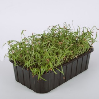 img-0: Фенхель Феномен МЗ - ООО «Семена Тут»