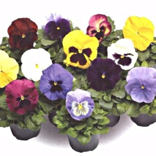 img-0: Виола крупноцветковая Фино F1 Микс [1000 шт] - ООО «Семена Тут»