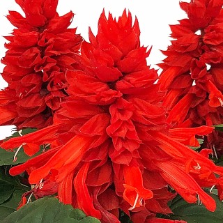 img-1: Сальвия Фаэй Бризэ Ред [100 шт] - ООО «Семена Тут»