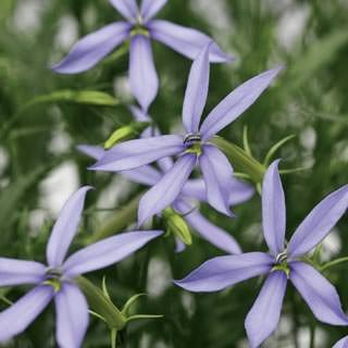 Лаурентия Старшайн Блю [100 драже] - ООО «Семена Тут»