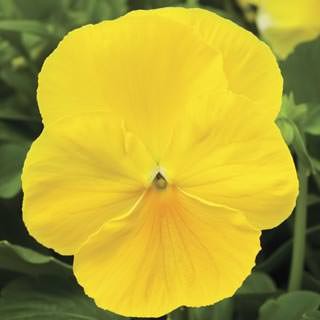 Виола крупноцветковая Дельта Пьюр Лемон [1000 шт] - ООО «Семена Тут»