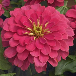 Цинния Магеллан Корал [100 шт] - ООО «Семена Тут»