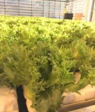 Салат Фрезер - ООО «Семена Тут»