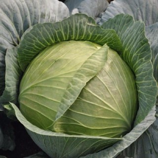 Капуста белокочанная Килатон F1 - ООО «Семена Тут»