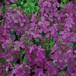 Вечерница Матроны Малиновая - ООО «Семена Тут»