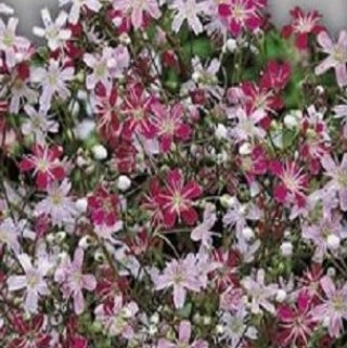 Гипсофила изящная Смесь окрасок - ООО «Семена Тут»