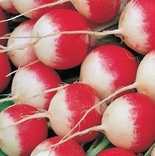 img-1: Редис Маяк (фракция 2,0 - 3,0 мм) (инкруст. семена) - ООО «Семена Тут»