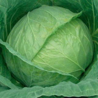 Капуста белокочанная Харьковская зимняя - ООО «Семена Тут»