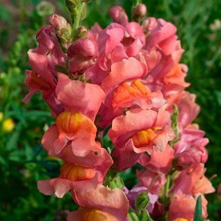 Львиный зев Оранж Вондер - ООО «Семена Тут»