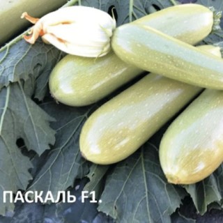 img-0: Кабачок Паскаль F1 - ООО «Семена Тут»