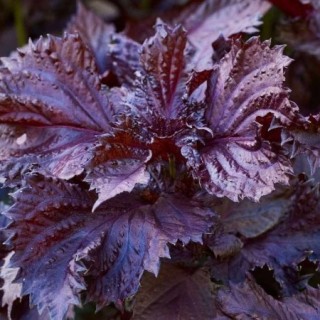 img-0: Перилла кустарниковая Пурпл [10 гр] - ООО «Семена Тут»