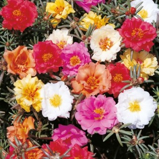 Портулак Сансикер Сингл Колор микс [1000 шт] - ООО «Семена Тут»