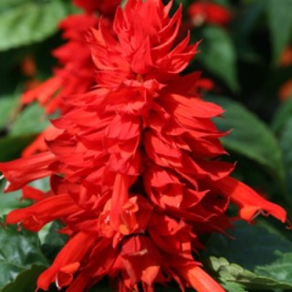 img-0: Сальвия Мохаве Ред [1000 шт] - ООО «Семена Тут»