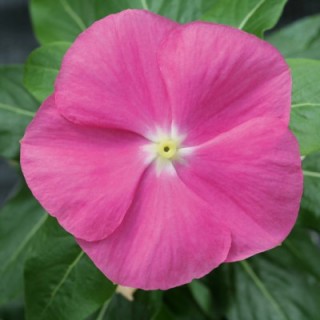 Катарантус Кобра Роуз Ай [100 шт] - ООО «Семена Тут»