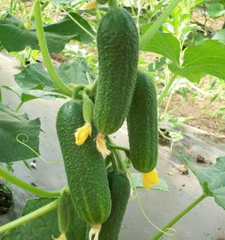 img-0: Огурец Гармонист F1 - ООО «Семена Тут»