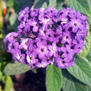 img-0: Гелиотроп перуанский Марина [1 гр] - ООО «Семена Тут»