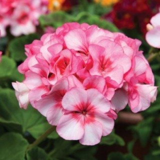 Пеларгония зональная Горизонт Нью Стар [1000 шт] - ООО «Семена Тут»