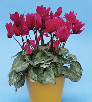 Цикламен Гильда [100 шт] - ООО «Семена Тут»