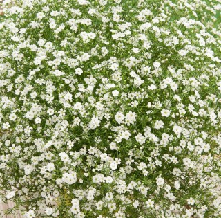 img-1: Гипсофила муралис Джипси Компакт Вайт [1000 шт] - ООО «Семена Тут»