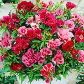 img-0: Кларкия Грейс Микс [100 шт] - ООО «Семена Тут»