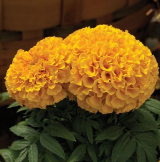 Бархатцы прямостоячие Прауд Мэри Голд [5000 шт] - ООО «Семена Тут»