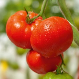 img-0: Томат Актив F1 - ООО «Семена Тут»