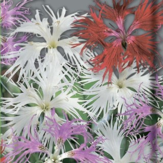 Гвоздика пышная Смесь окрасок - ООО «Семена Тут»