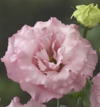 img-1: Эустома Корелли 1 Пинк [100 драже] - ООО «Семена Тут»