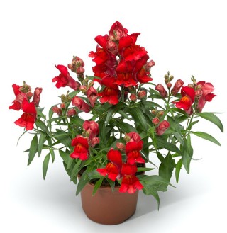 img-1: Львиный зев Снаптини Скарлет [1000 шт] - ООО «Семена Тут»