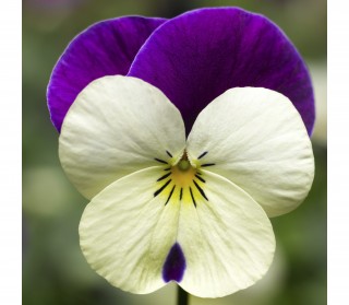 Виола рогатая Пенни F1 Вайт Джамп ап [1000 шт] - ООО «Семена Тут»