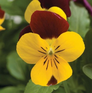 Виола рогатая Ребелина Ред энд Еллоу [100 шт] - ООО «Семена Тут»