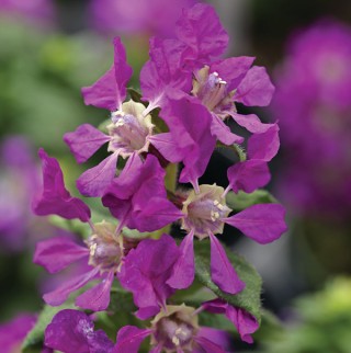 img-0: Куфея Шрирача F1  Виолет [100 шт] - ООО «Семена Тут»