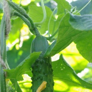 img-0: Огурец Тарзан  F1 - ООО «Семена Тут»