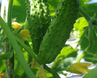 img-2: Огурец Бегунок F1 - ООО «Семена Тут»