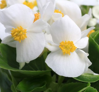 img-0: Бегония вечноцветущая Топспин Вайт [1000 драже] - ООО «Семена Тут»