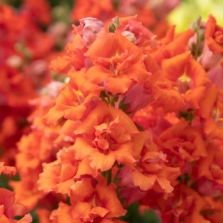 Львиный зев Свит Дуэт Дип Оранж [1000 шт] - ООО «Семена Тут»