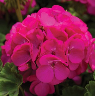 img-0: Пеларгония зональная Пинто Премиум Лавендер Роуз [1000 шт] - ООО «Семена Тут»