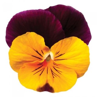 img-0: Виола рогатая Флорал Пауэр F1 Оранж Ред Винг [1000 шт] - ООО «Семена Тут»