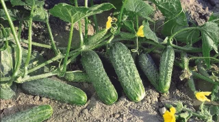 img-1: Огурец Жоэлина F1 - ООО «Семена Тут»