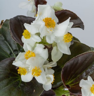 img-2: Бегония гибридная Боулер Вайт [100 драже] - ООО «Семена Тут»