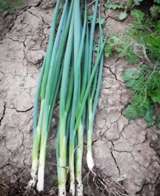 img-0: Лук на зелень Капитал - ООО «Семена Тут»