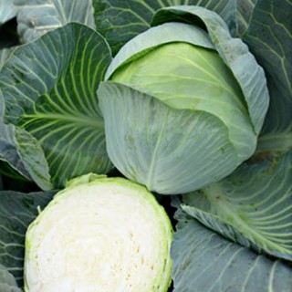 Капуста белокочанная Гарант F1 (инкруст. семена) - ООО «Семена Тут»