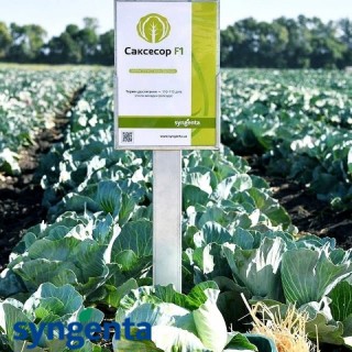 img-1: Капуста белокочанная Саксесор F1 - ООО «Семена Тут»