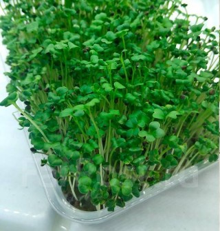 img-0: Капуста белокочанная Амагер МЗ - ООО «Семена Тут»