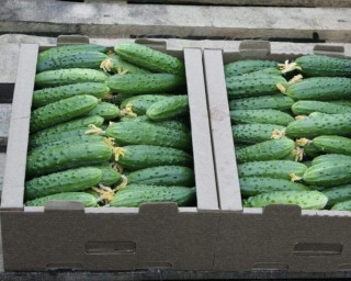 img-3: Огурец Картель F1 - ООО «Семена Тут»