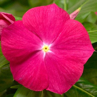 Катарантус Кора Кренберри [100 шт] - ООО «Семена Тут»