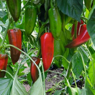 img-0: Перец Хан F1 - ООО «Семена Тут»